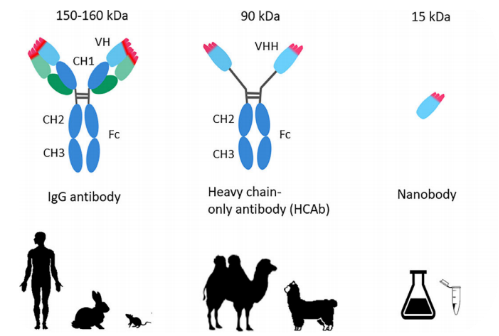 Features of Single Domain Antibodies