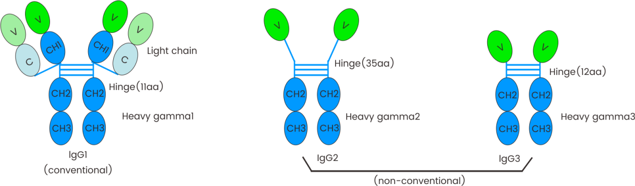 How were single domain antibodies discovered?