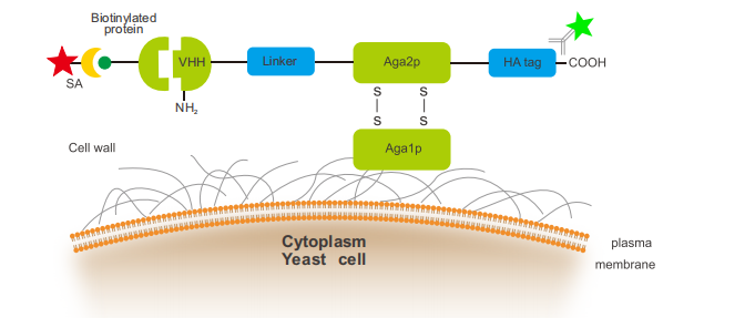 Yeast Surface Display Platform