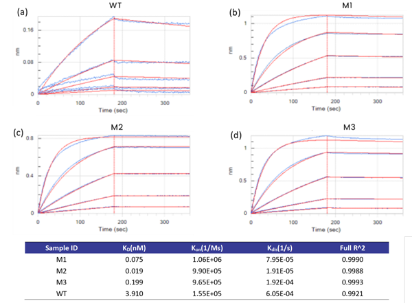 Antibody Affinity Maturation Service