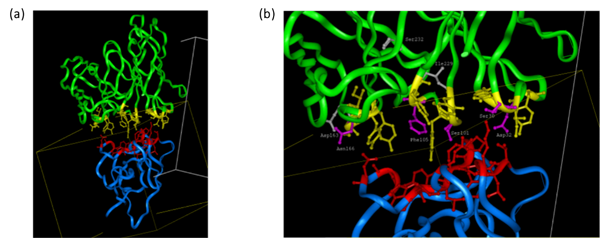 Antibody Affinity Maturation Service