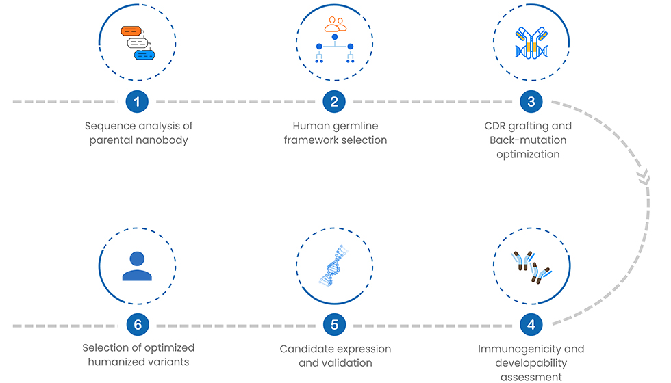 Nanobody Humanization Service