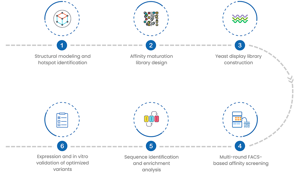 Antibody Affinity Maturation Service