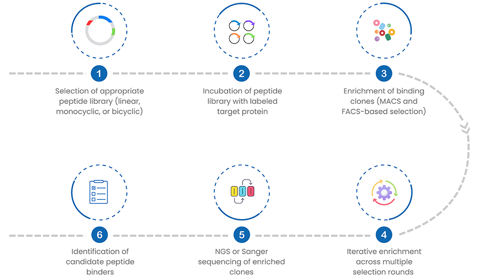 Yeast Display Peptide Library Screening