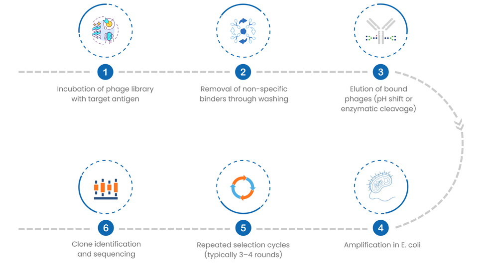 Phage Display Platform