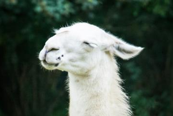 Animal Immunization