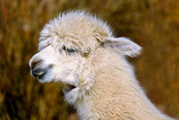 Animal Immunization