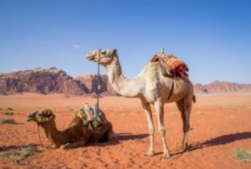 Animal Immunization