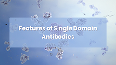 Features of Single Domain Antibodies