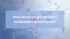 How were single domain antibodies discovered?