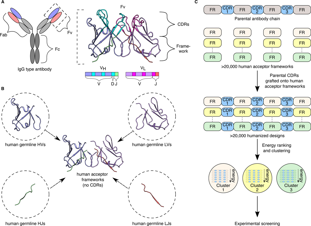 Antibody Humanization: From CDR Grafting to AI-Driven Multi-Objective Optimization