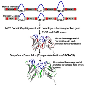Antibody Humanization: From CDR Grafting to AI-Driven Multi-Objective Optimization