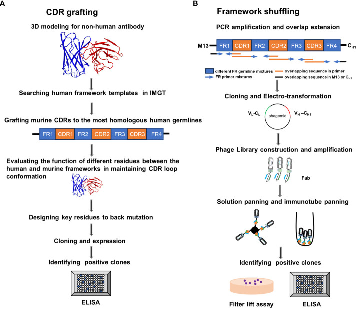 Antibody Humanization: From CDR Grafting to AI-Driven Multi-Objective Optimization