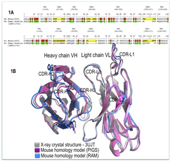 Antibody Humanization: From CDR Grafting to AI-Driven Multi-Objective Optimization