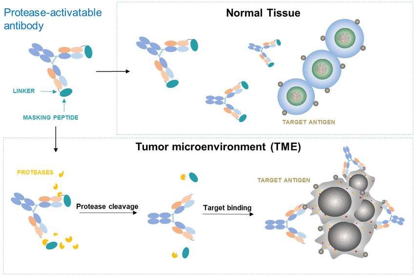 Masking Peptide Technologies for Antibody Therapeutics: From Undruggable Targets to Conditionally Activated Medicines