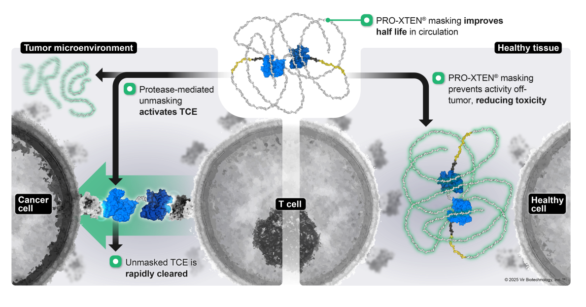 Masking Peptide Technologies for Antibody Therapeutics: From Undruggable Targets to Conditionally Activated Medicines
