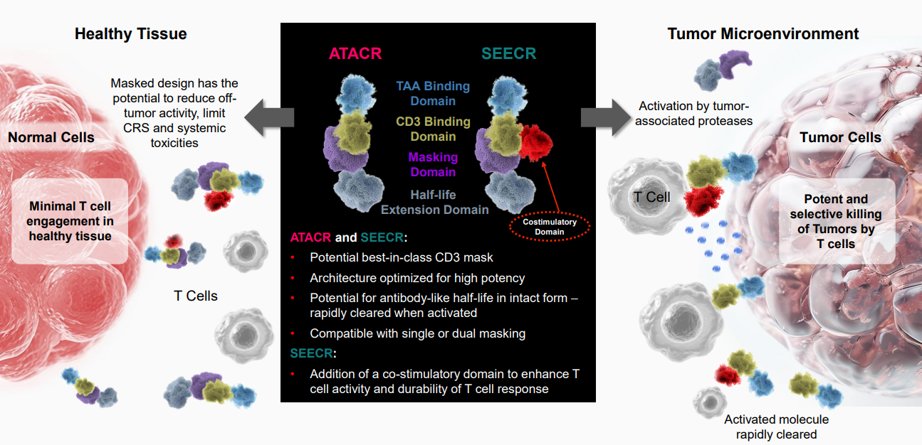 Masking Peptide Technologies for Antibody Therapeutics: From Undruggable Targets to Conditionally Activated Medicines