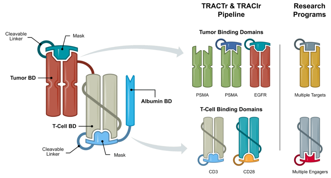 Masking Peptide Technologies for Antibody Therapeutics: From Undruggable Targets to Conditionally Activated Medicines